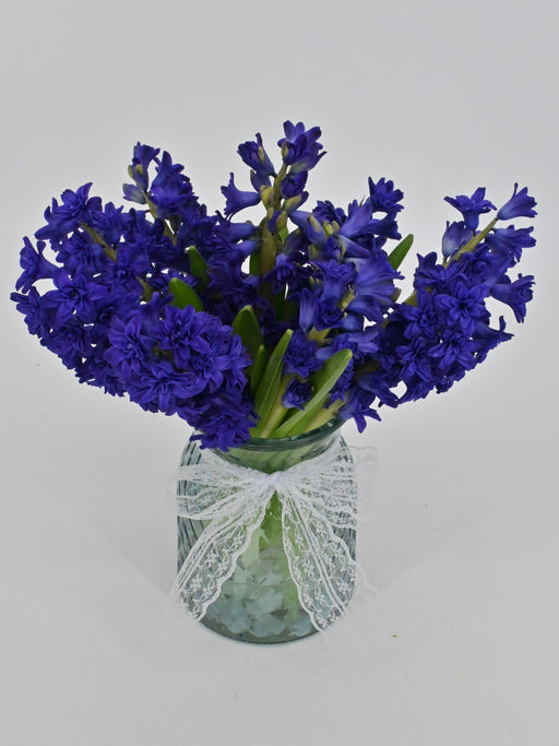 Hyacinth