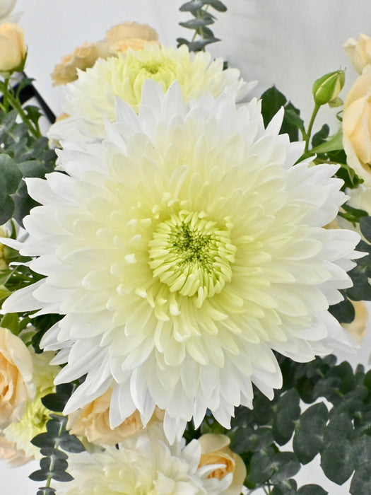 Magnum Garden