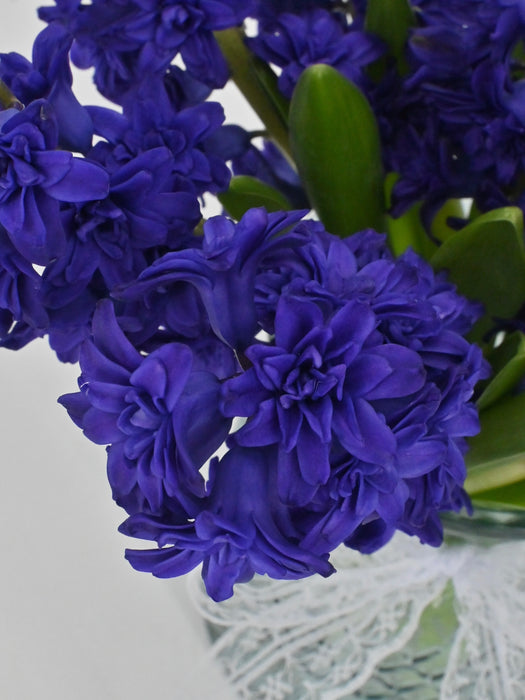 Hyacinth