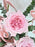 O'hara Pink Money Garden