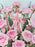 O'hara Pink Money Garden