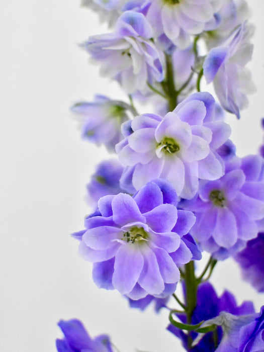 Purple Heart