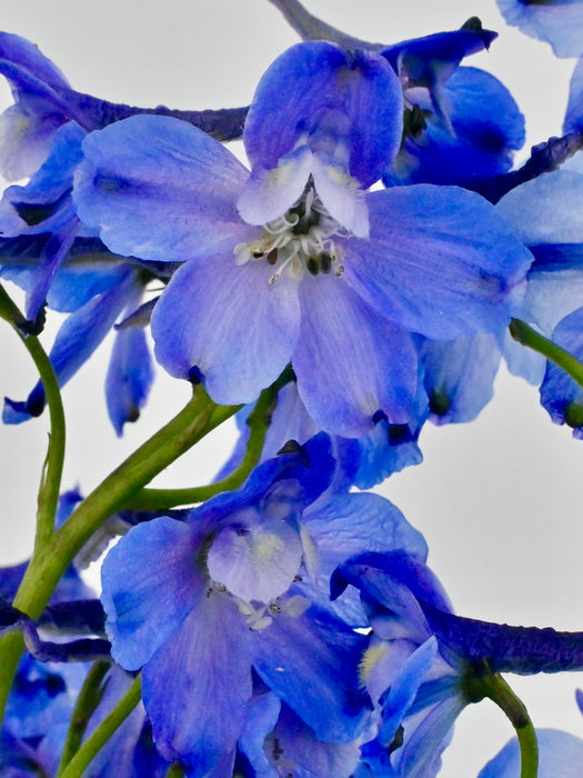 Bluish Garden