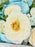 Garden Money Arrangement