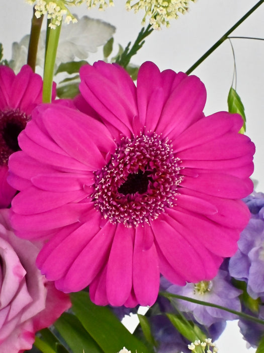 Blooming Mojo Cerise