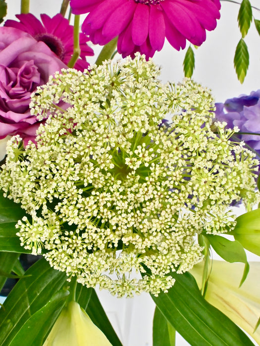 Blooming Mojo Cerise