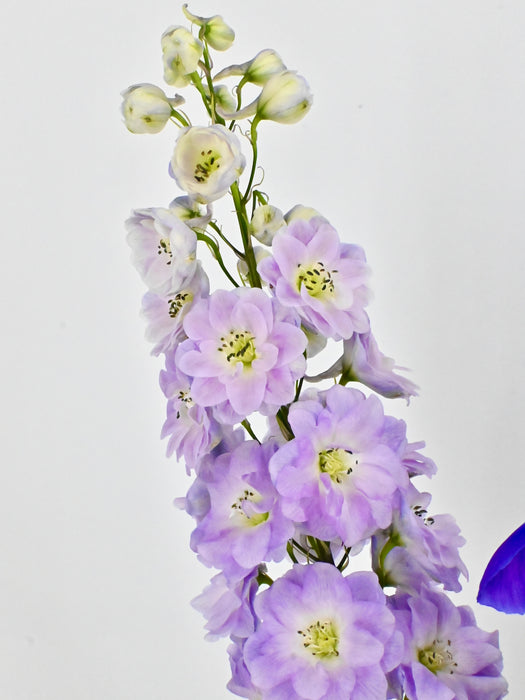 Blooming Mojo Cerise