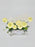 Ranunculus Money Arrangement