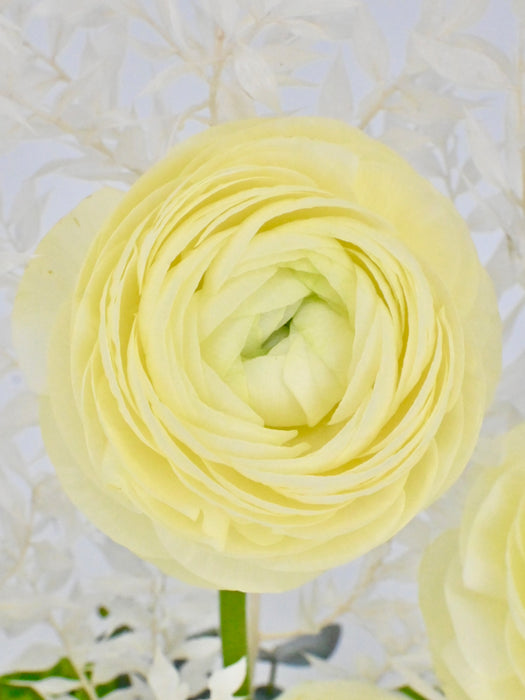 Ranunculus Money Arrangement