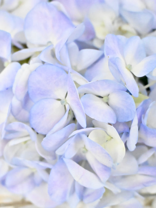 Eustoma Money Garden