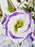 Eustoma Money Garden