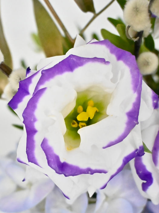 Eustoma Money Garden