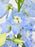 Eustoma Money Garden