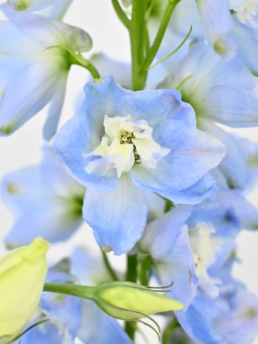 Eustoma Money Garden