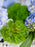 Eustoma Money Garden
