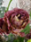Lisianthus Money Arrangement