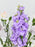 Lavender Money Arrangement