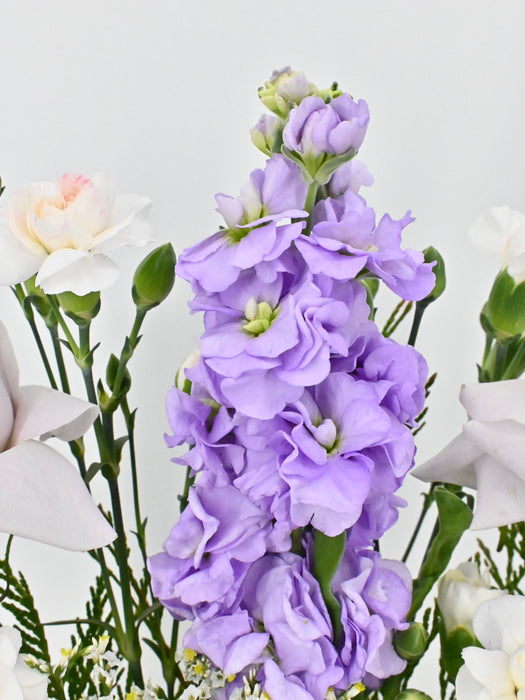 Lavender Money Arrangement