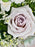 Lavender Money Arrangement