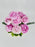 Peonies Garden