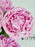 Peonies Garden