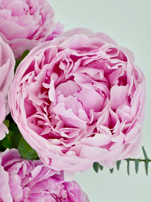 Peonies Garden