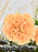 Verbena Money Arrangement