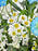 Baby Boy Money Arrangement