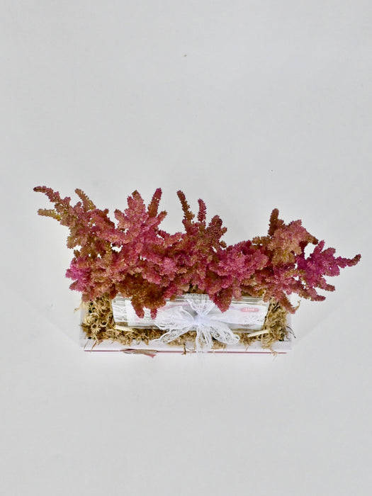 Astilbe Money Arrangement