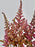 Astilbe Money Arrangement