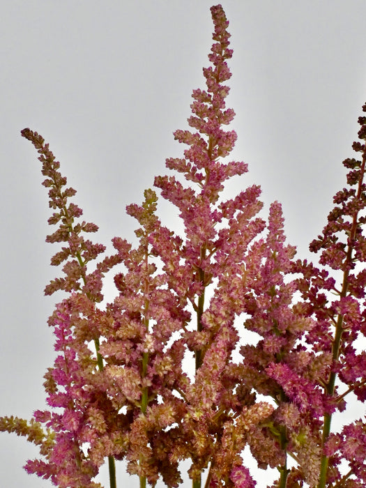 Astilbe Money Arrangement