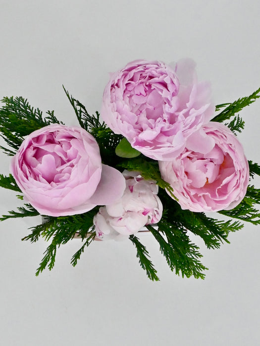 Princess Peony