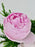 Princess Peony