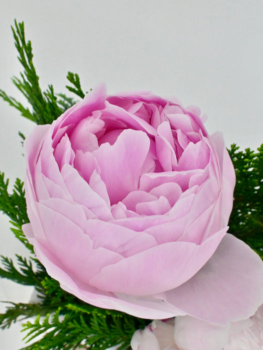 Princess Peony