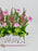Carnae Money Arrangement