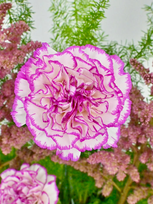 Carnae Money Arrangement — MUSE Flowers & Wrapping