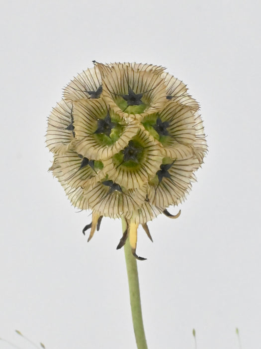 Serenity Flower Bouquet