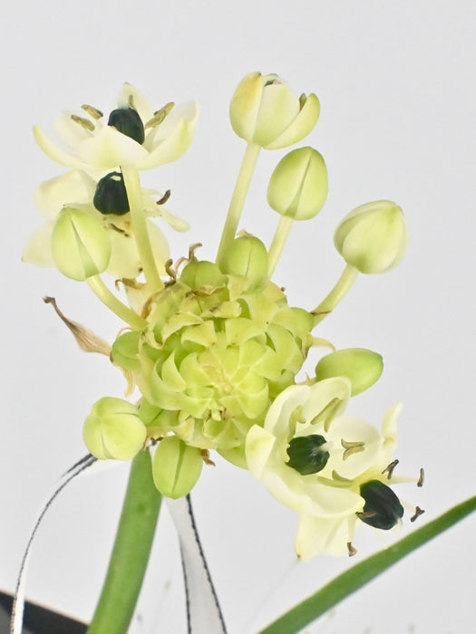 Serenity Flower Bouquet