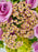 Achellia Millefolium