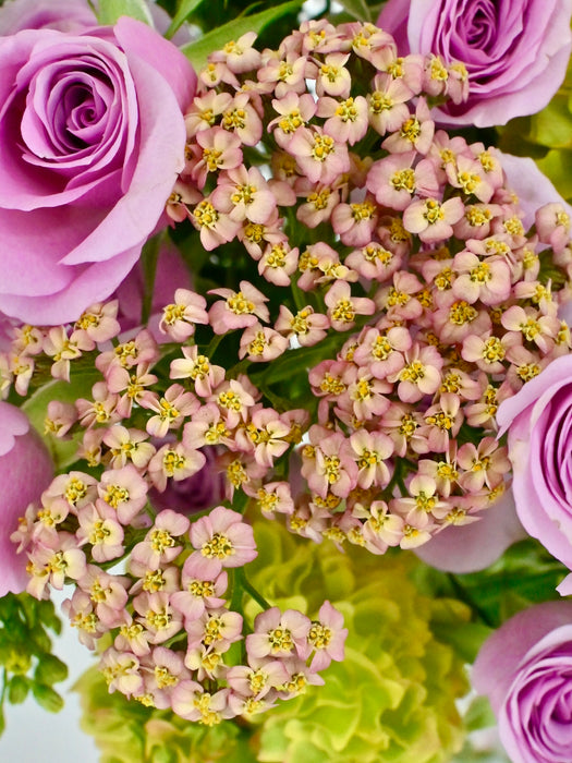 Achellia Millefolium