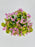 Achellia Millefolium