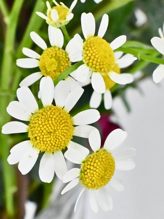 Tanaceries Garden Bloom