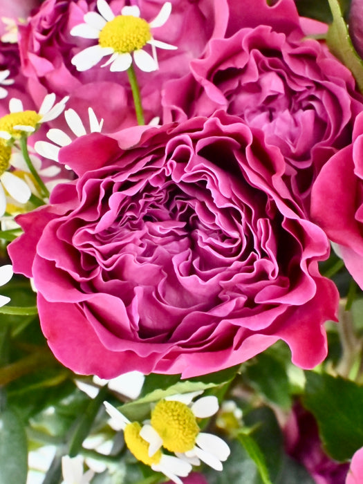 Tanaceries Garden Bloom