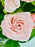 Bombastic Bloom