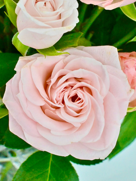 Bombastic Bloom