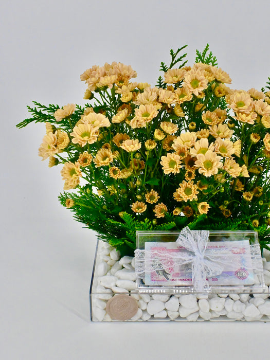 Rosi Salmon Money Arrangement