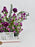 Aster Garden Money Arrangement