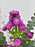 Aster Garden Money Arrangement