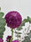 Aster Garden Money Arrangement