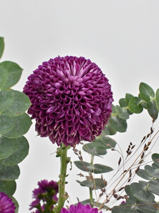 Aster Garden Money Arrangement